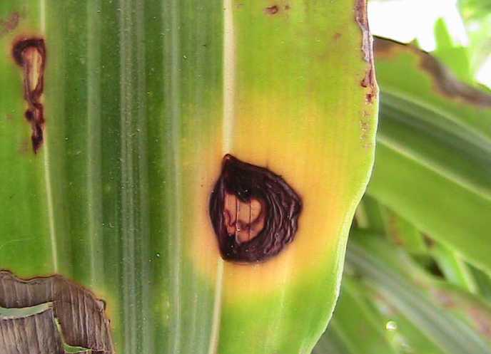 Нередко можно наблюдать поражение комнатной драцены бактериальными заболеваниями, среди которых гнили